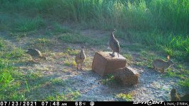 072321 - F0I - 3 ph & rabbit.jpg