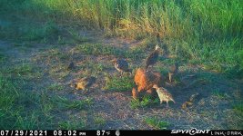 072921 - F0I - 7 ph chicks.jpg