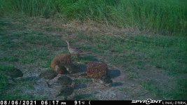 080621 - F0I - 7 ph chicks.jpg