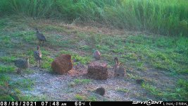 080621 - F0I - 3 ph 3 rab 4 mice.jpg