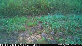 080121 - F15 - 16 qu chicks.jpg