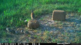 073021 - F15S - 9 quail.jpg