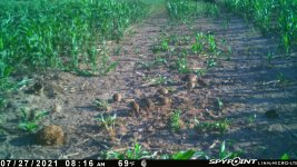 072721 - F1 - 11 quail.jpg