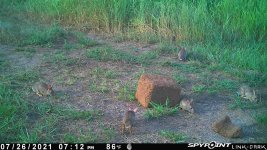 072621 - F0I - 5 rabbits.jpg