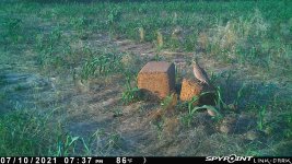 071021 - F18 - 7 quail.jpg