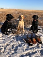 Annie, Ellie, Cooper.jpg