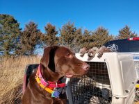 Josie the quail lab.jpg