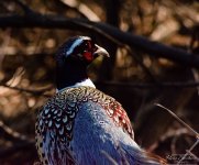 Pheasant (1).jpg