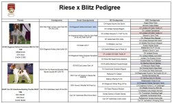 blitz x Riese pedigree.jpg