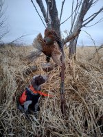 IMG_20241227_155256~2.jpg IMG_20241227_155256~2.jpg