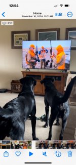 Dogs watching TV.jpg