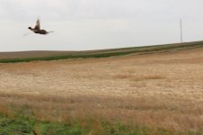 IMG_7475.JPG