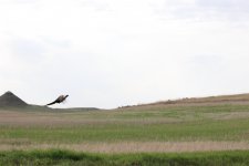 IMG_7488.JPG IMG_7488.JPG