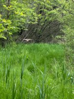 IMG_3817.jpeg