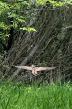 IMG_3820.jpeg