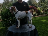 Turkey Creek Dusty II O'Dee Dream Catcher Rio Picture After Field Trimmed and Standing_ 6-6-2025.JPG