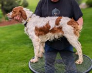 True Grit Turkey Creek O'Dee Tripp Picture1_ 4-30-23.jpg