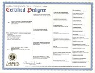 True Grit Turkey Creek O'Dee Tripp AKC Pedigree.jpg