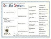 Turkey Creek O'Dee True Grits Ned Peppers Mattie Pedigree.jpg