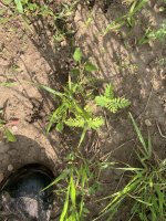 IMG_9077.jpeg IMG_9077.jpeg