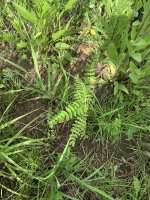 IMG_9074.jpeg IMG_9074.jpeg