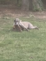 IMG_3453.jpeg