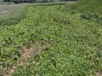 food plot===1.jpg food plot===1.jpg