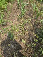 food plot velvet leaf.jpg food plot velvet leaf.jpg