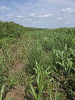 lower plot.jpg lower plot.jpg