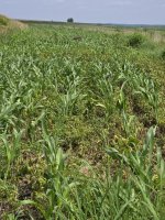 SW food plot.jpg SW food plot.jpg