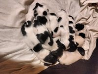 Sia Summer pups.jpg