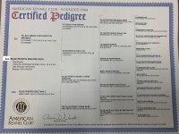 Teddy Pedigree.jpg