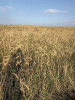 IMG_9403.jpeg