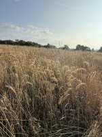 IMG_9404.jpeg