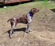 Arlo by back patio.jpg