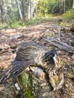 Grouse.jpg