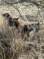IMG_2925.jpeg