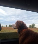 Skye looks out window.jpg