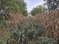 home food plot 1.jpg home food plot 1.jpg