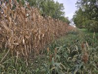 home food plot 2.jpg home food plot 2.jpg