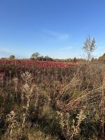 IMG_0307.jpeg