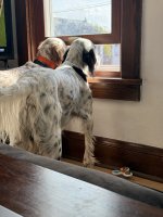 IMG_2016.jpeg