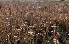 IMG_0348.jpeg IMG_0348.jpeg