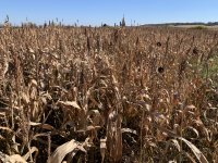 IMG_0350.jpeg IMG_0350.jpeg