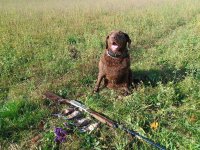 doves 1.jpg doves 1.jpg