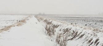 Klemme cocks2.jpg Klemme cocks2.jpg