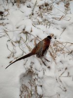 IMG_20251201_142413858_HDR.jpg IMG_20251201_142413858_HDR.jpg