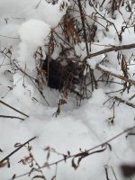 IMG_20251214_165146620_HDR.jpg IMG_20251214_165146620_HDR.jpg