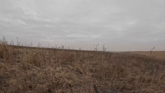 Vera Rooster Pt1.jpg