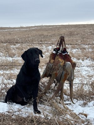 doc phes lanyard.jpg